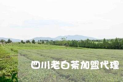 四川老白茶加盟代理/2023071615159