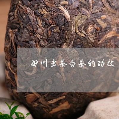 四川虫茶白茶的功效/2023081413693