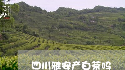 四川雅安产白茶吗/2023061698160