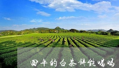 四年的白茶饼能喝吗/2023081434958