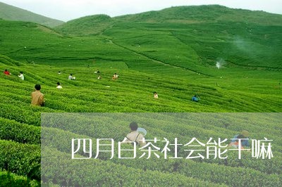 四月白茶社会能干嘛/2023121820672