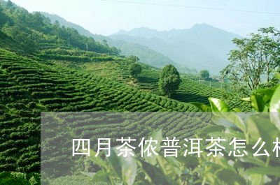 四月茶侬普洱茶怎么样/2023061934059