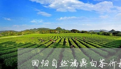 回归自然福鼎白茶价格/2023062928493