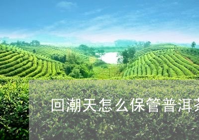 回潮天怎么保管普洱茶/2023100600503