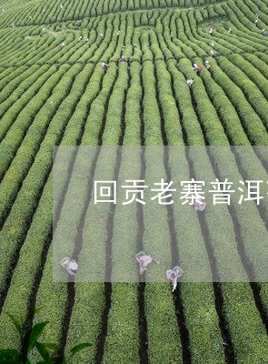 回贡老寨普洱茶特点/2023120551704