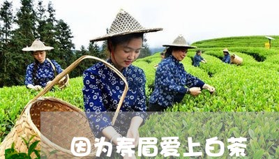 因为寿眉爱上白茶/2023061662604