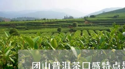 团山普洱茶口感特点是什么/2023110559614