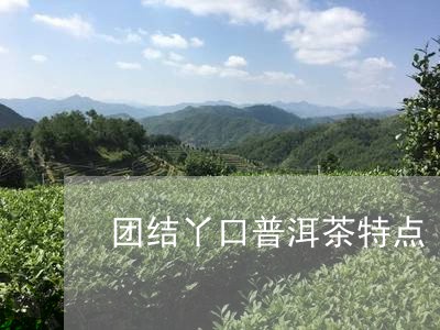 团结丫口普洱茶特点/2023120543261