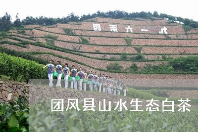 团风县山水生态白茶/2023121826948