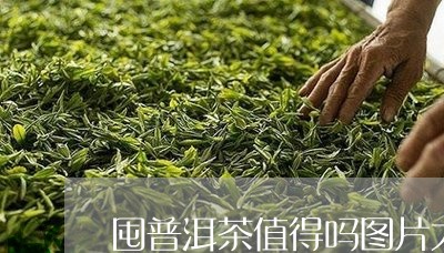 囤普洱茶值得吗图片大全/2023110546938