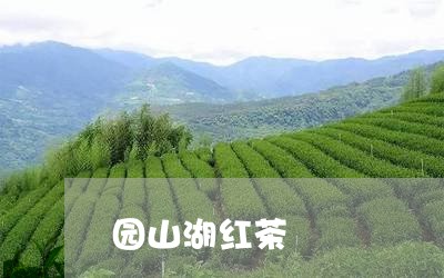 园山湖红茶/2023110994859