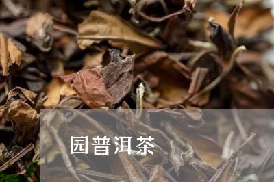 园普洱茶/2023121871837