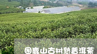 困鹿山古树熟普洱茶/2023111049271