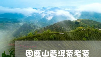 困鹿山普洱茶老茶/2023120415260