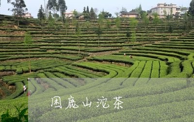 困鹿山沱茶/2023041739359