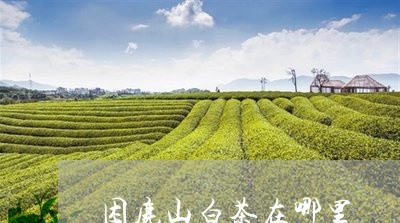 困鹿山白茶在哪里/2023061695059