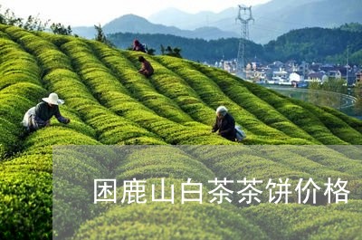 困鹿山白茶茶饼价格/2023121871404