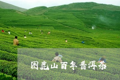 困鹿山百年普洱茶/2023101649382