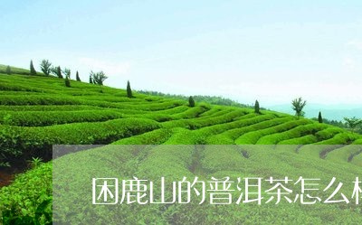 困鹿山的普洱茶怎么样/2023061571596