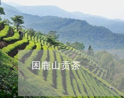 困鹿山贡茶/2023090270581