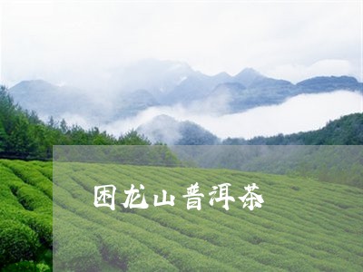 困龙山普洱茶/2023042713733