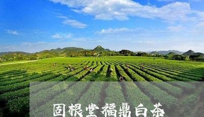 固根堂福鼎白茶/2023112515258