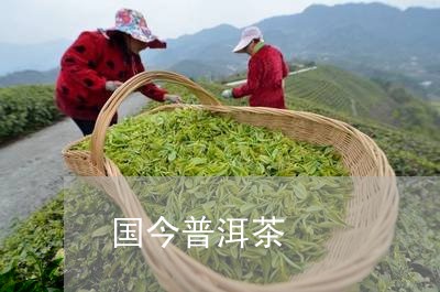 国今普洱茶/2023090582069