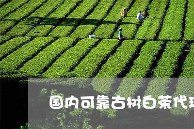 国内可靠古树白茶代理商/2023101676148