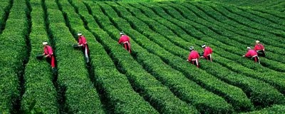 国内可靠老白茶种类/2023121895281