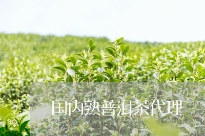 国内熟普洱茶代理/2023112685715