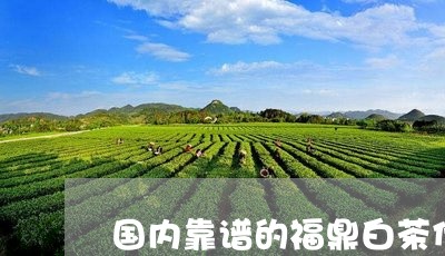 国内靠谱的福鼎白茶代加工/2023062773927