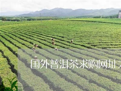 国外普洱茶求购网址大全/2023103110582