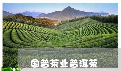 国普茶业普洱茶/2023112637704