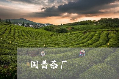 国普茶厂/2023110834059