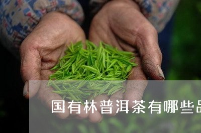 国有林普洱茶有哪些品种/2023122063947