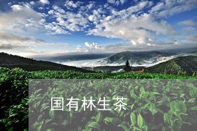 国有林生茶/2023041796783