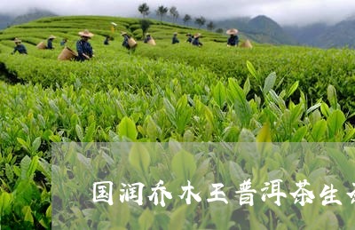 国润乔木王普洱茶生茶/2023062232724