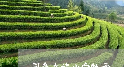 国色太姥山白牡丹/2023090650816