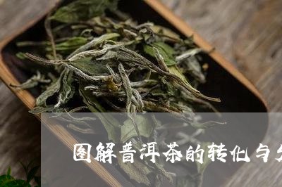 图解普洱茶的转化与发展/2023101792036