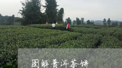 图解普洱茶饼/2023042986428