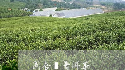 圆合闫普洱茶/2023042570210