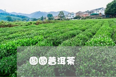 圆圆普洱茶/2023090684036