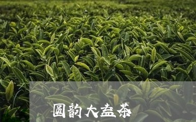 圆韵大益茶/2023090255918