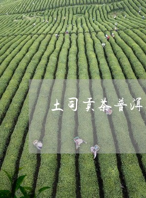 土司贡茶普洱茶哪个好喝/2023112441613