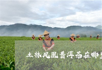 土林凤凰普洱茶在哪里/2023073062638