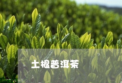 土根普洱茶/2023090664060