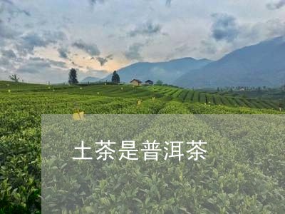 土茶是普洱茶/2023042887775