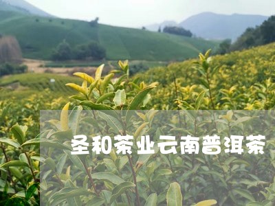 圣和茶业云南普洱茶/2023101760501