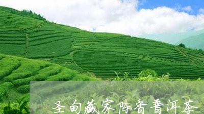 圣甸藏家陈香普洱茶/2023120590581