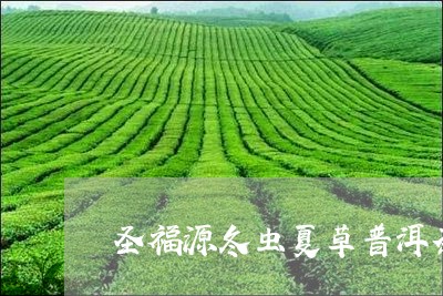 圣福源冬虫夏草普洱茶/2023100674260